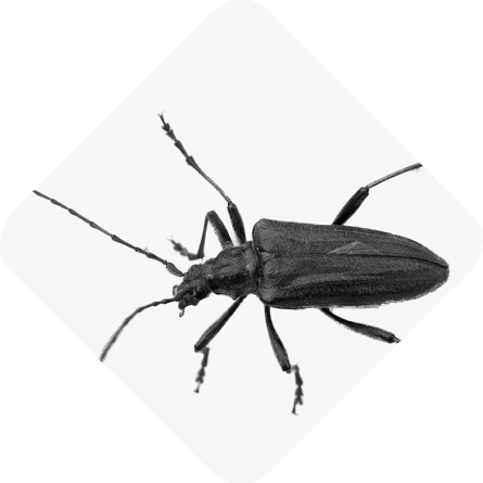 Insecte xylophage du Var