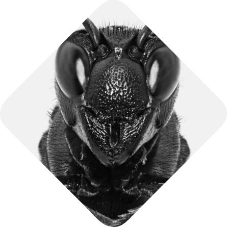 Eradication des insectes nuisibles