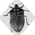 Extermination des punaises de lit
