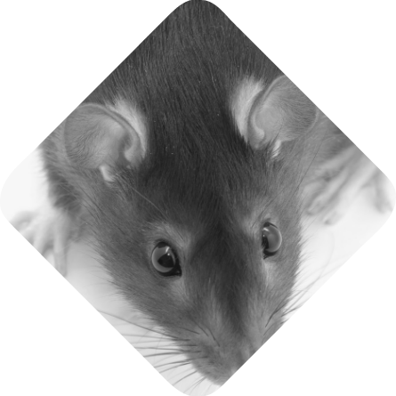 Eradication des rongeurs nuisibles
